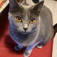 Gatta Certosino per accoppiamento