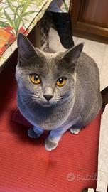 Gatta Certosino per accoppiamento