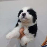 Border collie cucciolo