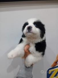 Border collie cucciolo