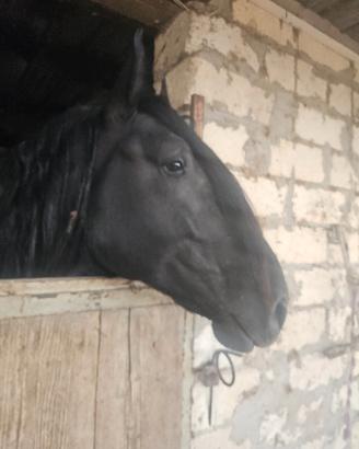 Cavallo murgese