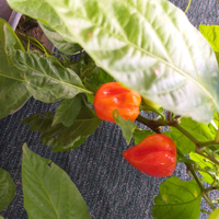 Peperoncino piccanti
