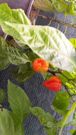 Peperoncino piccanti