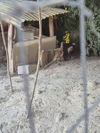 Fagiani comuni