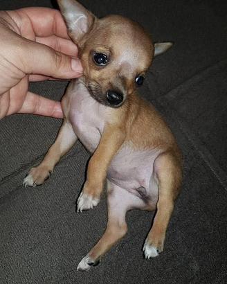 Cucciola Pincher chihuahua toy