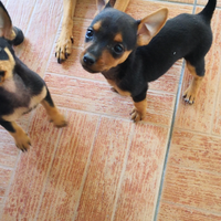 Cuccioli di pinscher