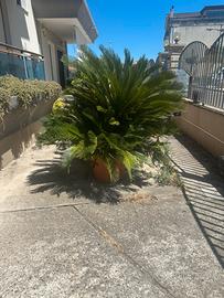 Cycas