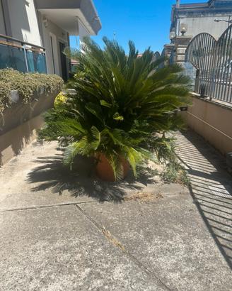 Cycas