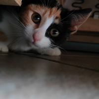 Sole gattina europea