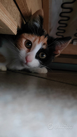 Sole gattina europea