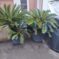 cycas 