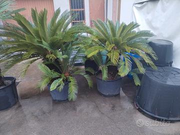 cycas 