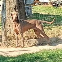 Bracco di Weimaraner