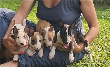 Bull terrier miniature