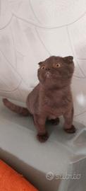 Scottish fold cioccolet