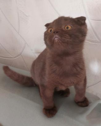 Scottish fold cioccolet