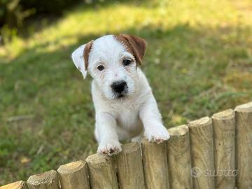 Cuccioli jack Russell