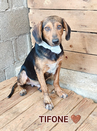 Salva un invisibile "tifone"