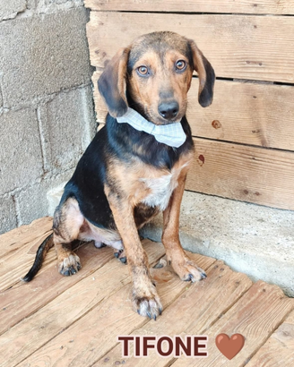 Salva un invisibile "tifone"