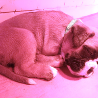 Cuccioli boxer fulvi