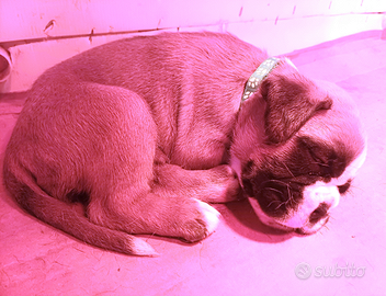 Cuccioli boxer fulvi