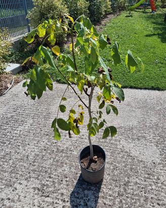 ALBERO NOCE