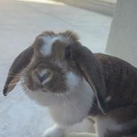 Coniglia ariete nano