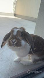 Coniglio ariete nano