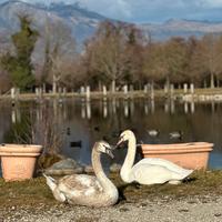Cigno reale
