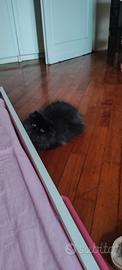Persiano nero cucciolo