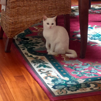 Gattina