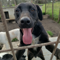 Adozione gratuita Loki