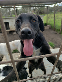 Adozione gratuita Loki