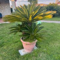 Piante Cycas
