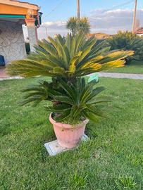 Piante Cycas