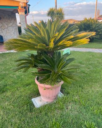 Piante Cycas