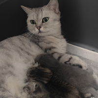 Cuccioli Scottish Fold