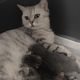 Cuccioli Scottish Fold