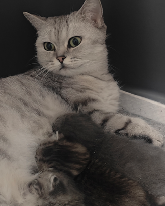 Cuccioli Scottish Fold