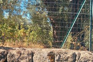 Vigneto in Contrada Piano Dario