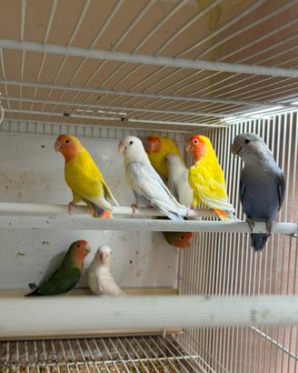 Inseparabili novelli