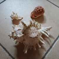 Tre conchiglie particolari