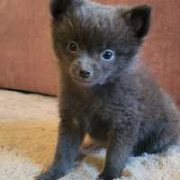 Ultimo cucciolo mix chihuahua 2 mesi