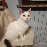 Gattina