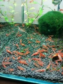 Gamberetti caridine Red cherry