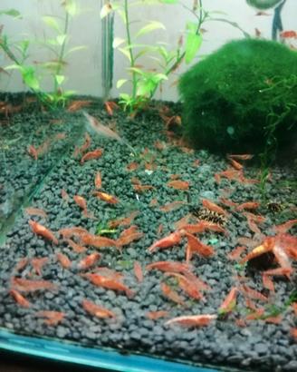 Gamberetti caridine Red cherry