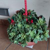 Piante grasse vari tipi