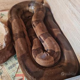 Boa constrictor imperator