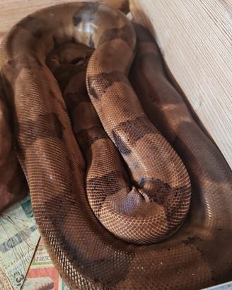 Boa constrictor imperator