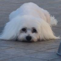 Maltese